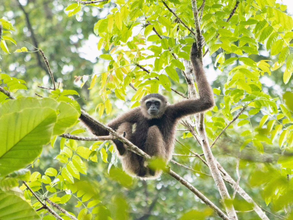 Kinabatangan rivier