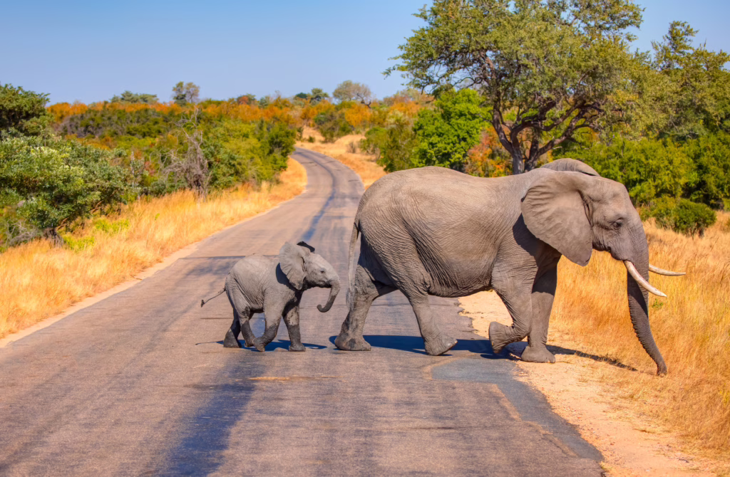 Kruger Park