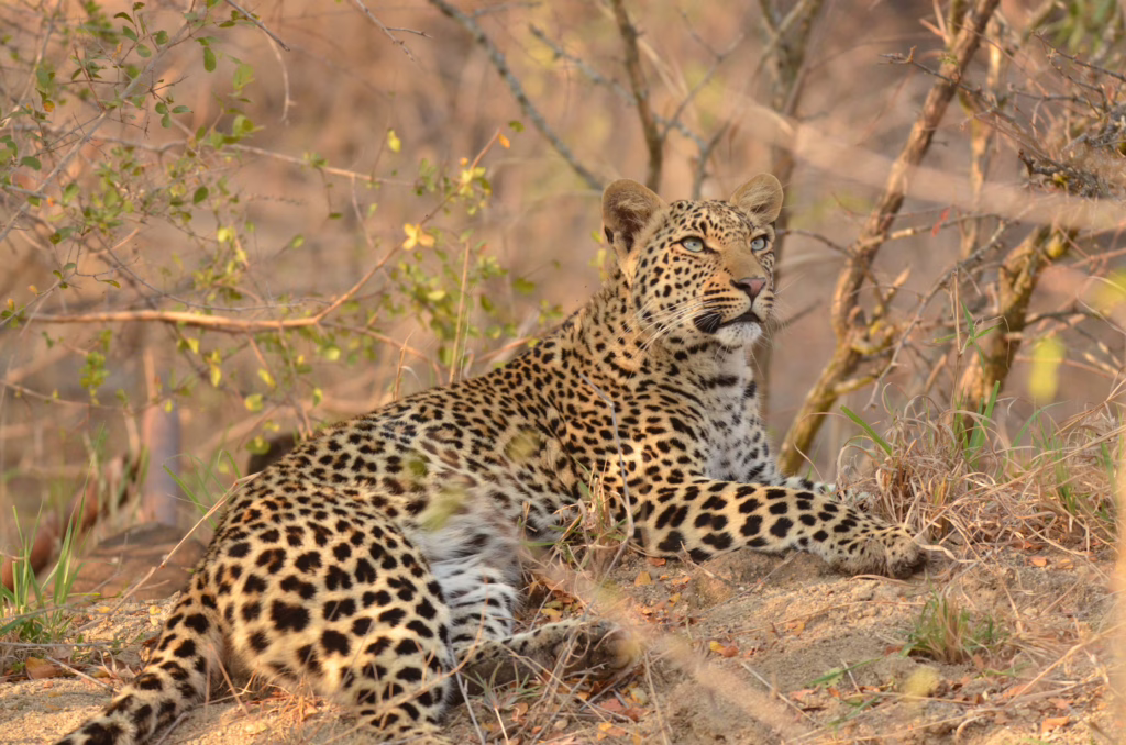 Kruger Park