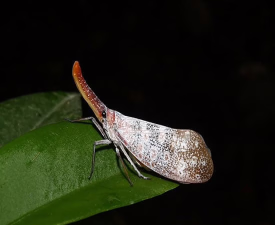 Mulu Nationaal Park