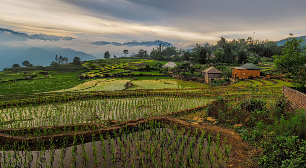 Sapa