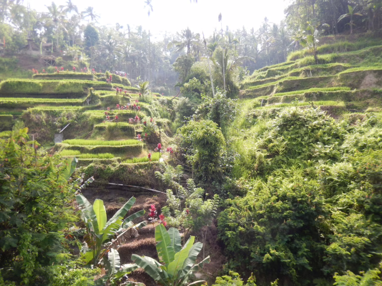 "Natuurlijk" Bali