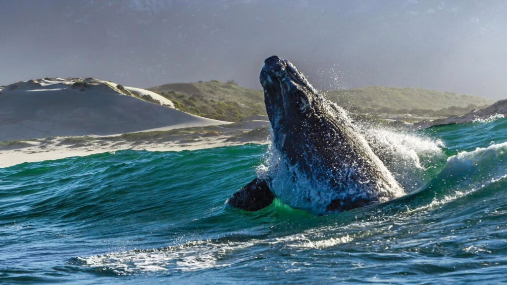 Walvis Spotten in Hermanus