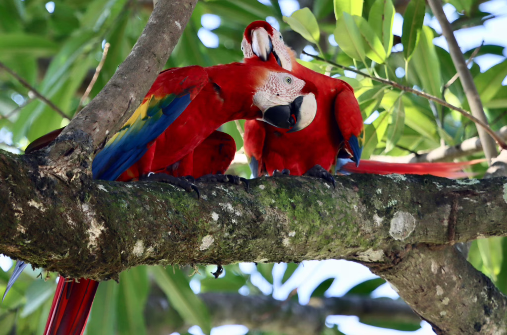 Manuel Antonio