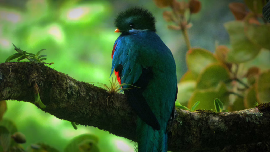 Monteverde
