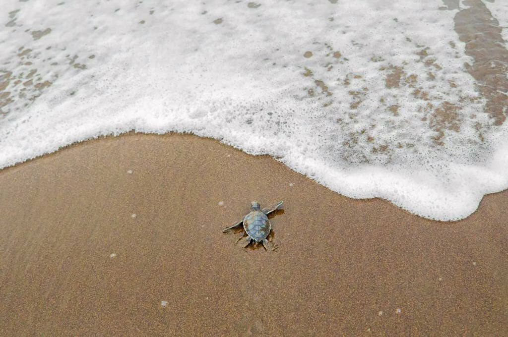 Tortuguero