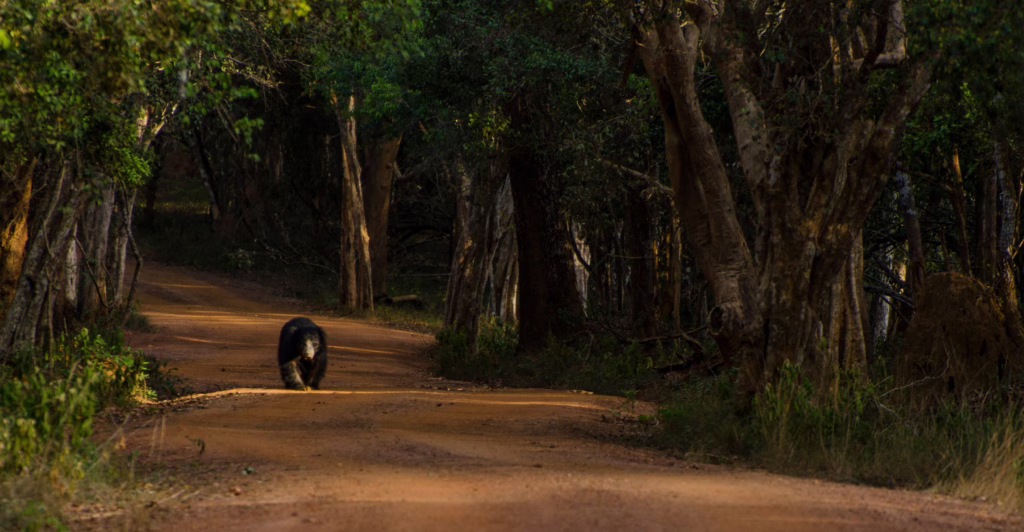 Wilpattu Nationaal Park