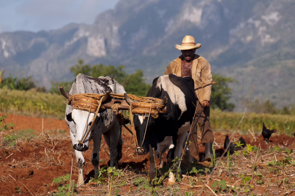 Vinales