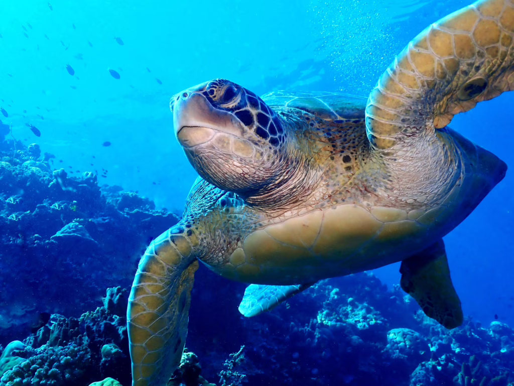 Bunaken