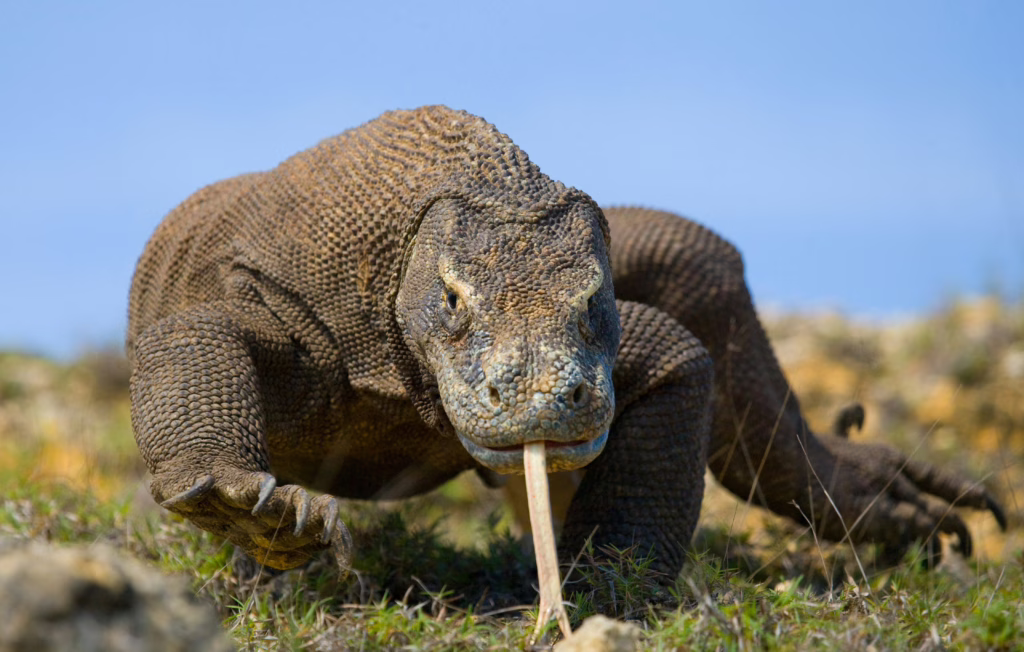 Komodo, Padar en Rinca eiland