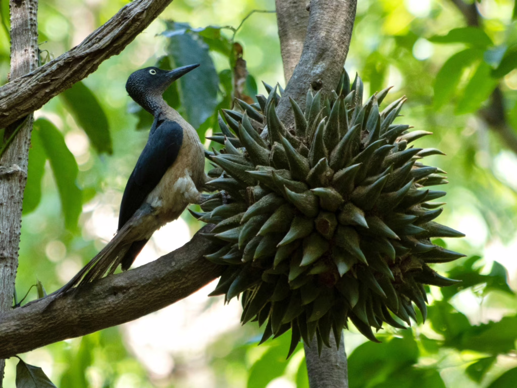 Tangkoko