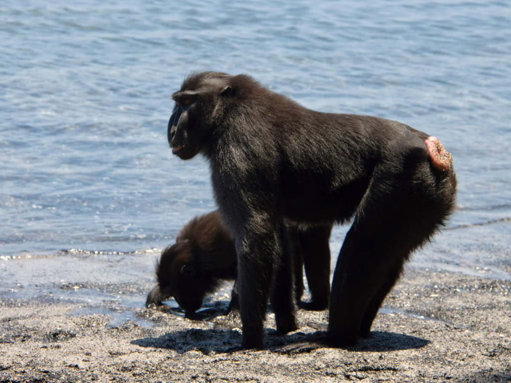 Tangkoko