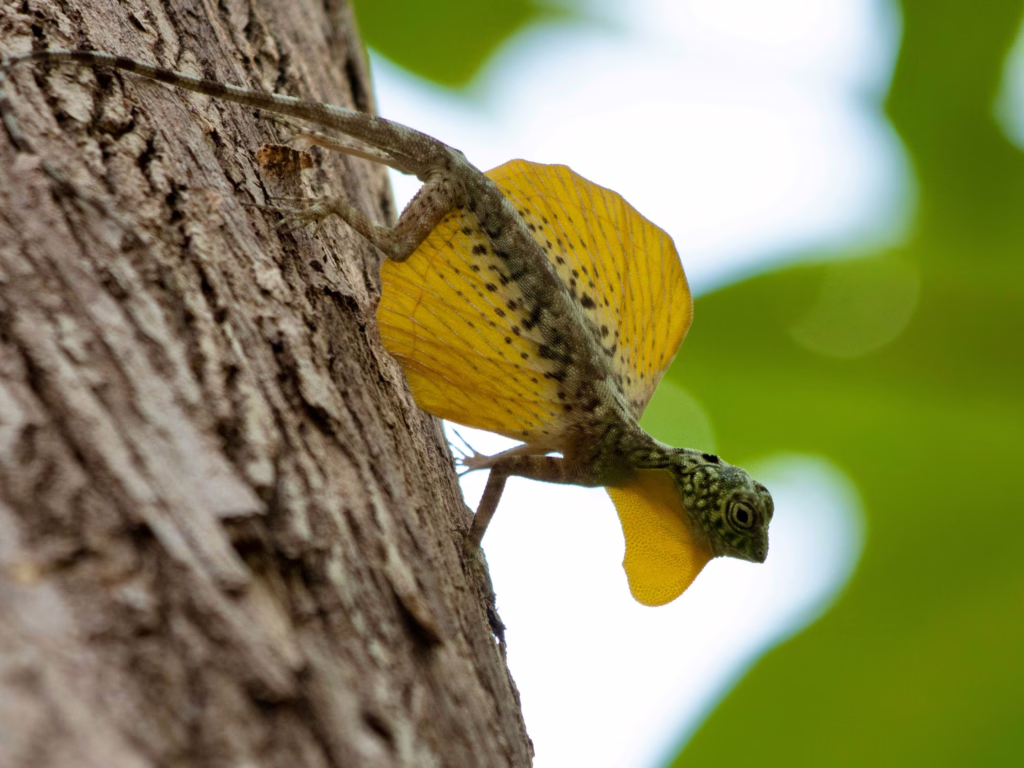 Tangkoko