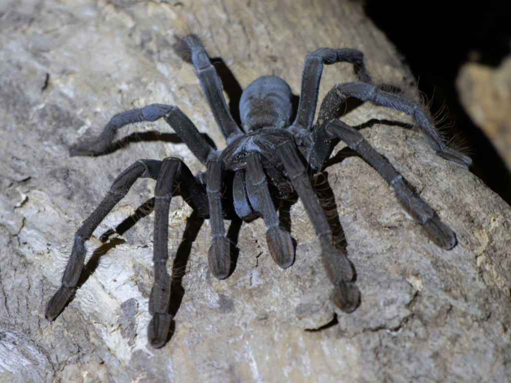Tangkoko