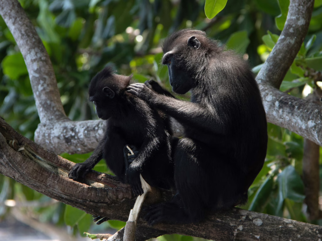 Tangkoko