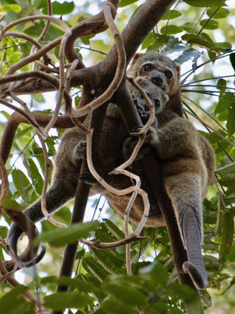 Tangkoko