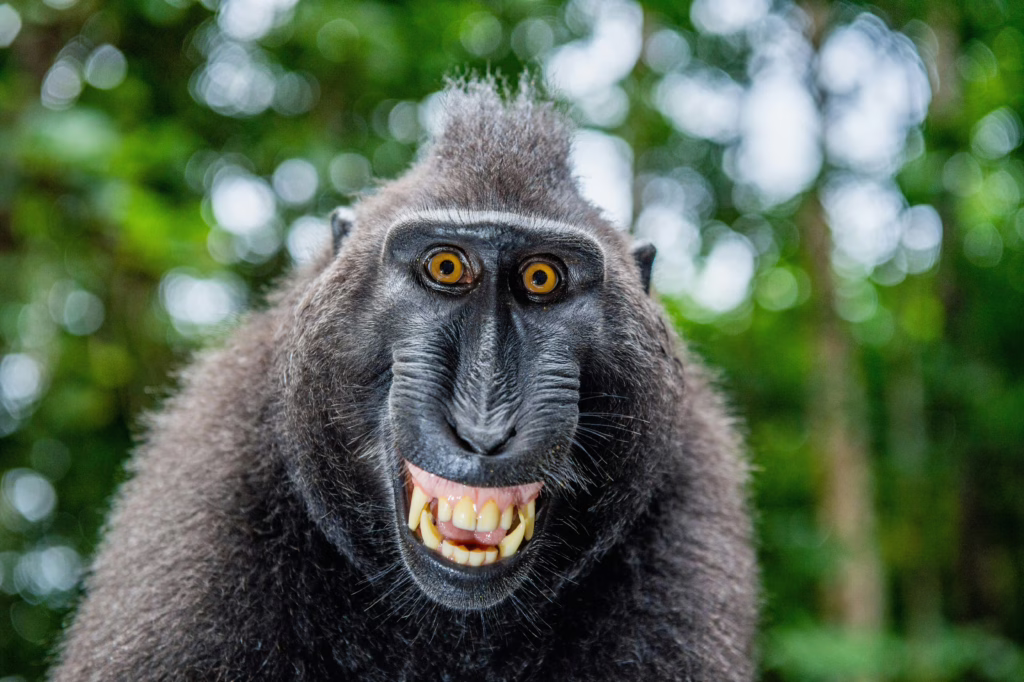 Tangkoko