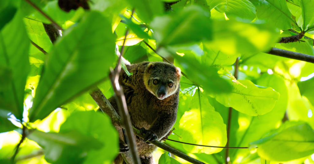 Tangkoko