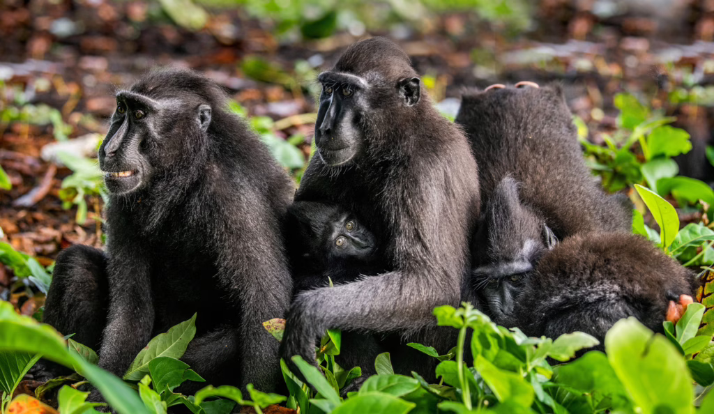 Tangkoko