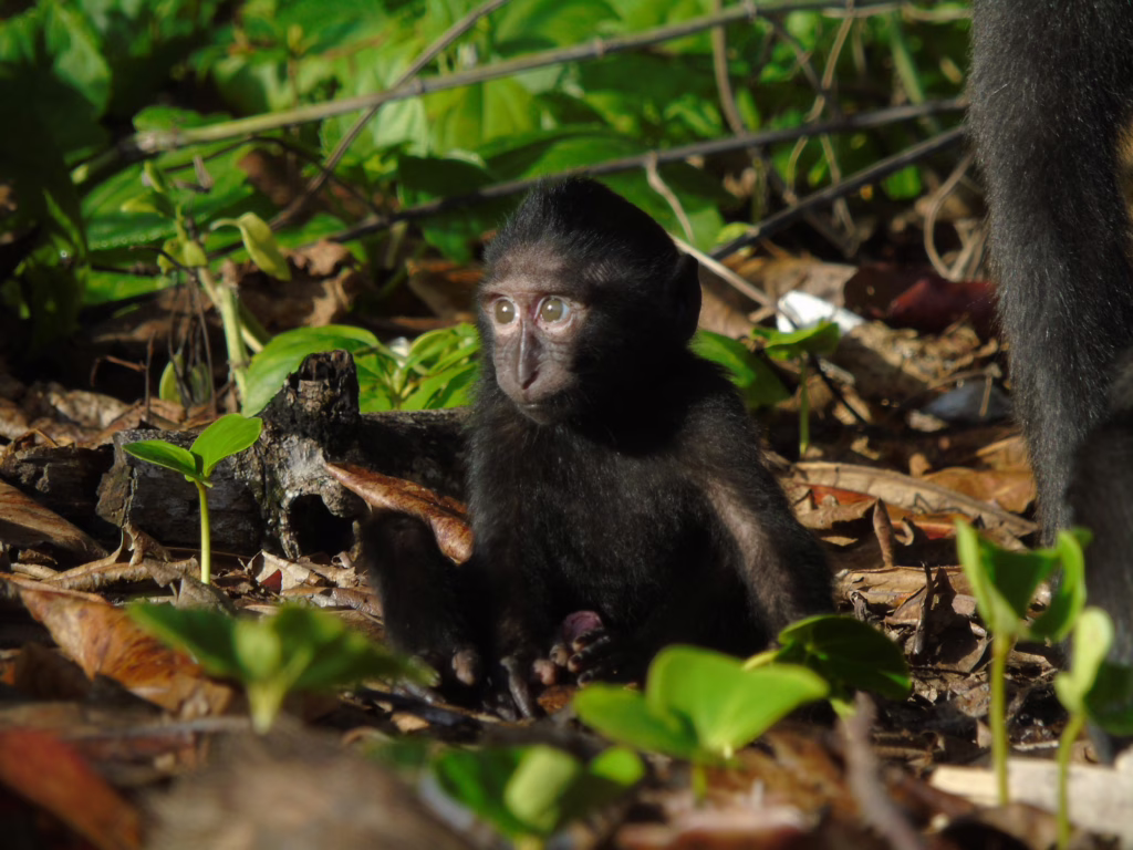 Tangkoko