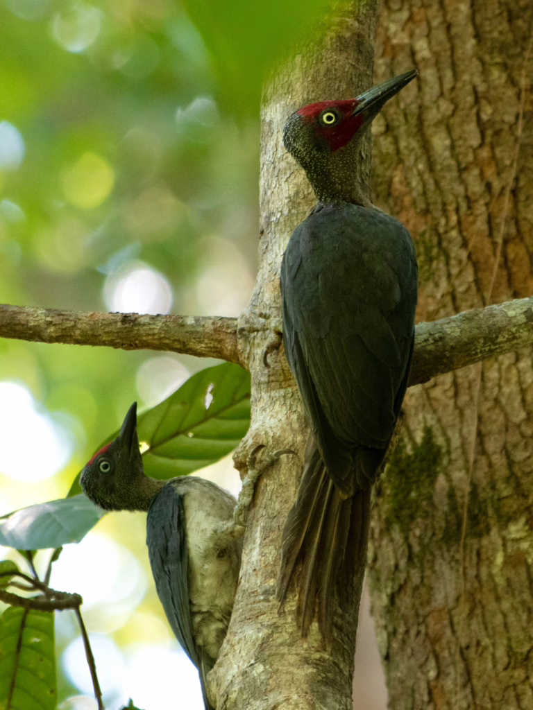 Tangkoko
