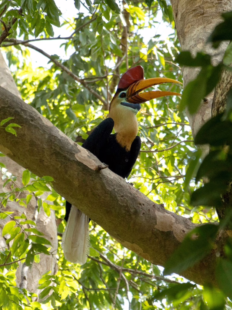 Tangkoko