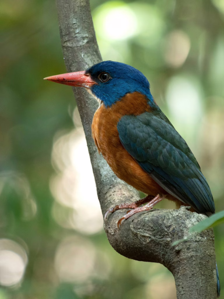 Tangkoko