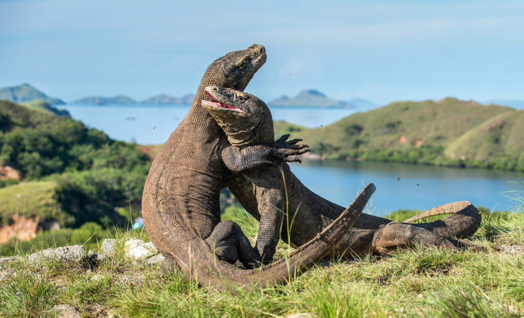 Komodo, Padar en Rinca eiland