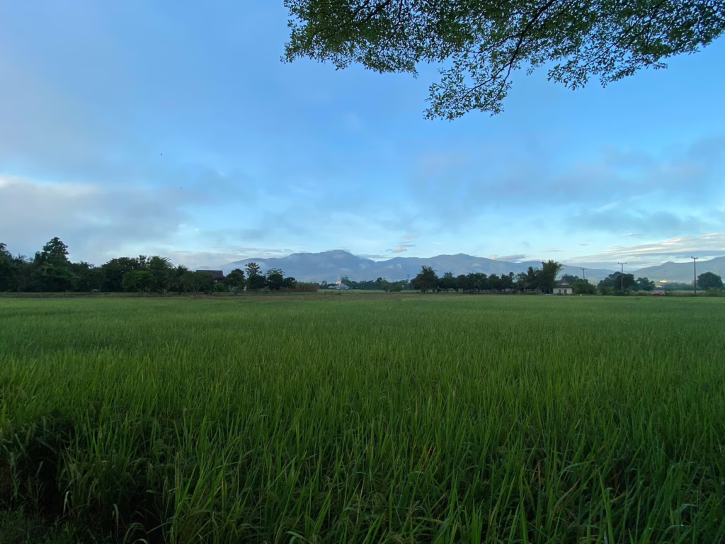 Mae Rim