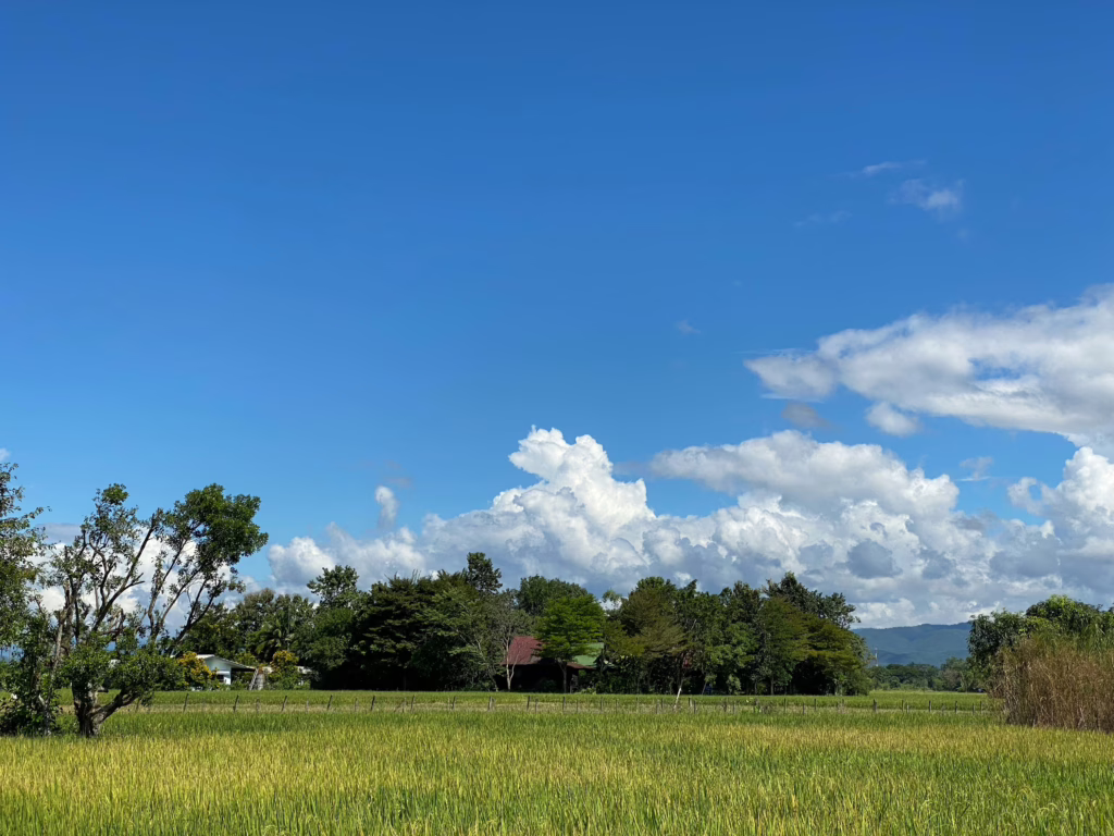 Mae Rim