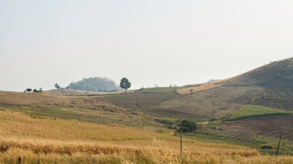 Mae Rim