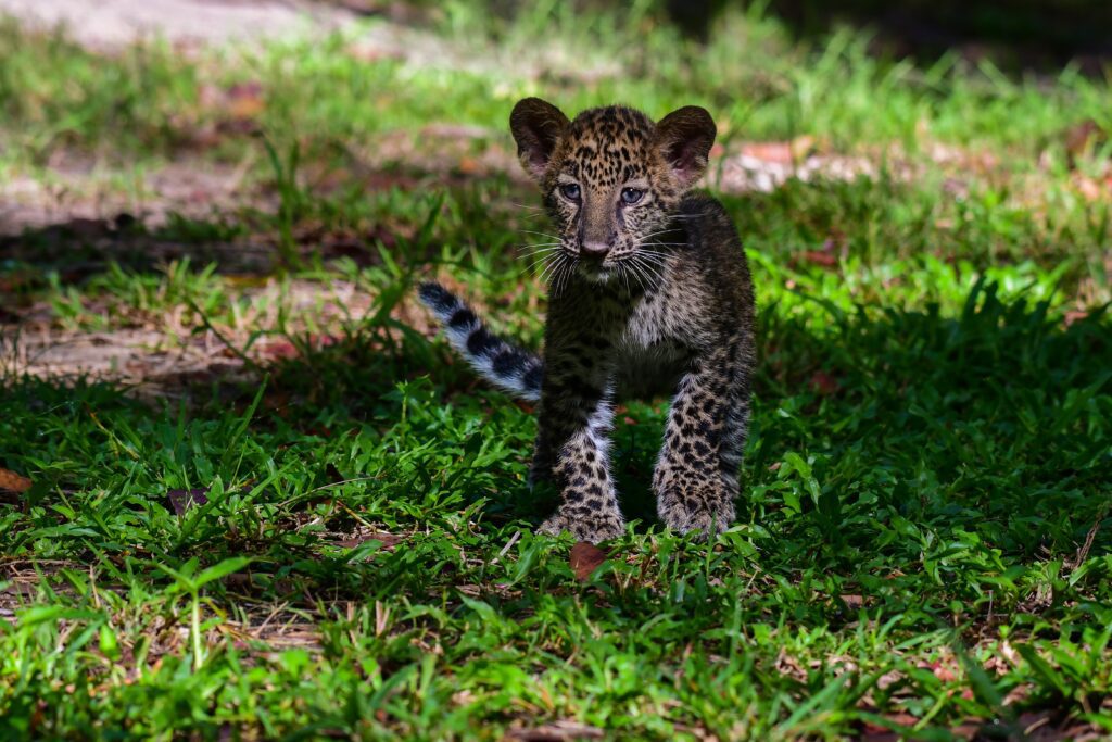Phetchaburi WFFT & Kaeng Krachan National Park