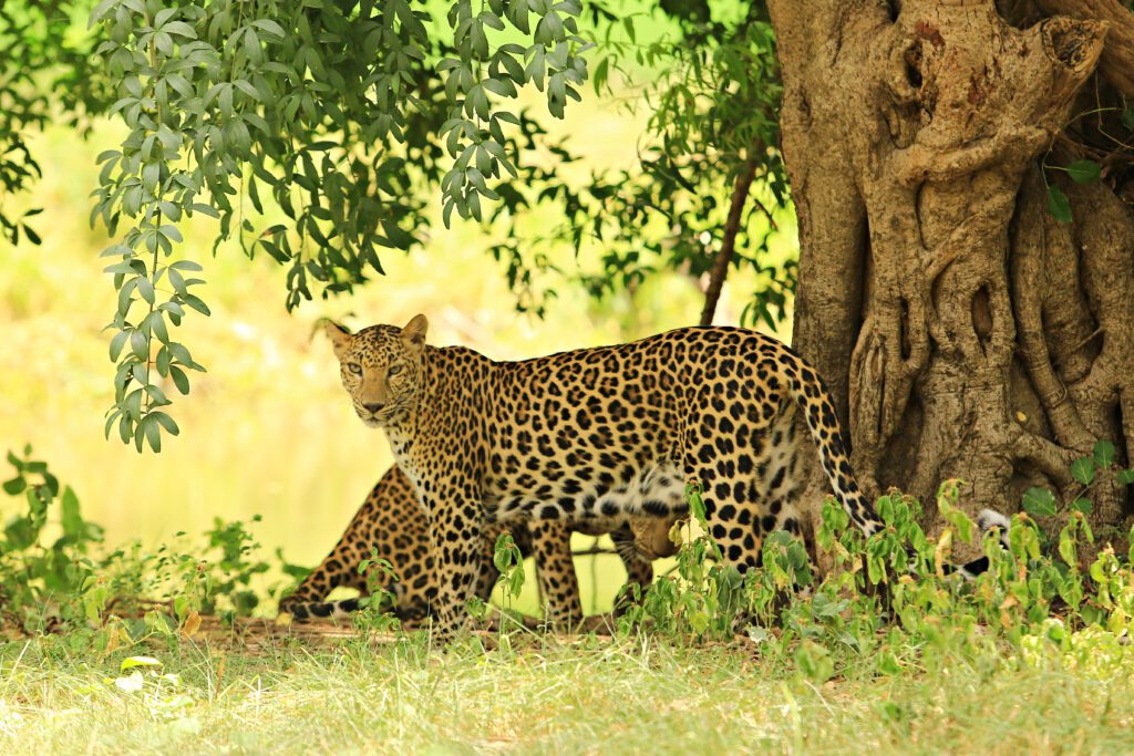 Phetchaburi WFFT & Kaeng Krachan National Park