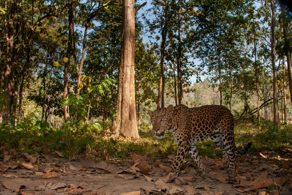 Phetchaburi WFFT & Kaeng Krachan National Park