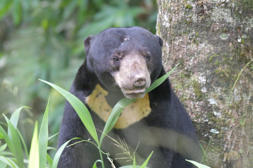Phetchaburi WFFT & Kaeng Krachan National Park
