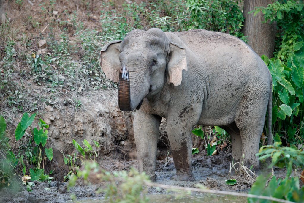 Phetchaburi WFFT & Kaeng Krachan National Park