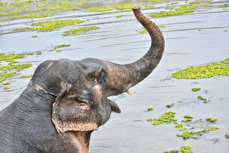 Phetchaburi WFFT & Kaeng Krachan National Park
