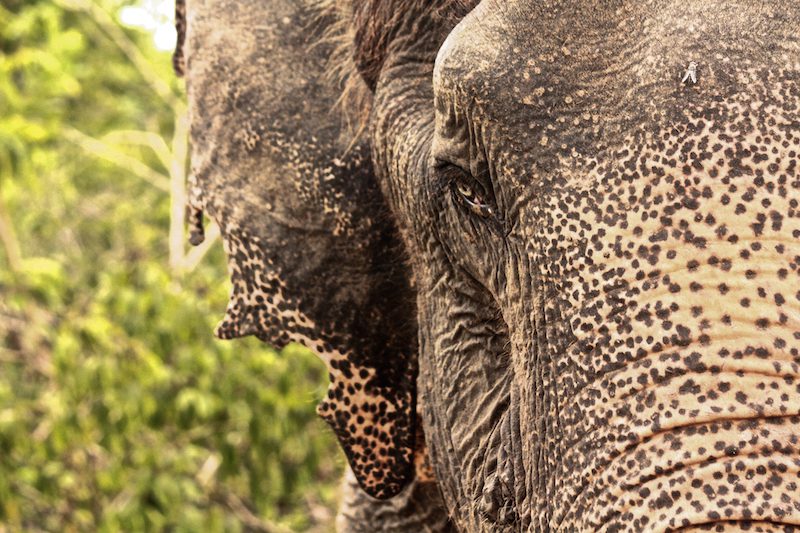 Phetchaburi WFFT & Kaeng Krachan National Park