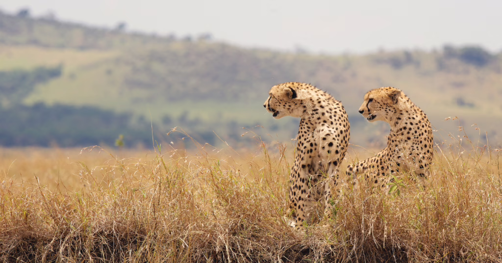 Familie-rondreis-zuid-afrika