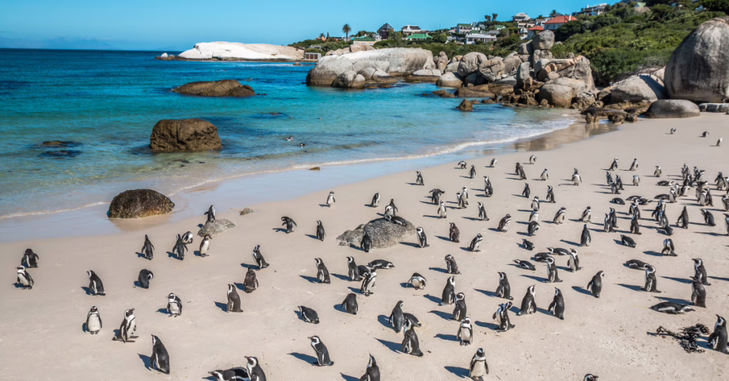 Familie-rondreis-zuid-afrika