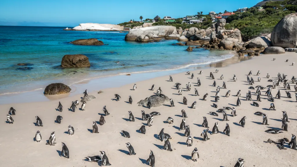 Zuid-Afrika-strand