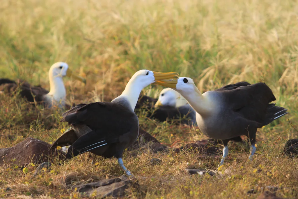 Galapagos
