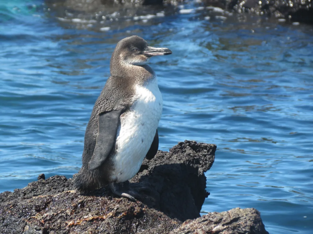 Galapagos