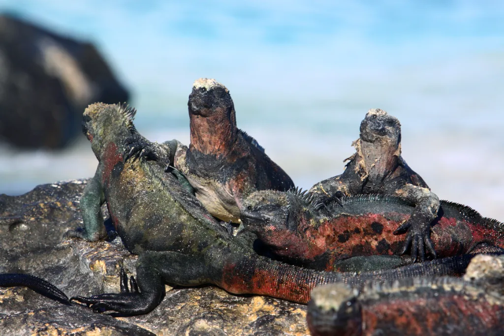Galapagos