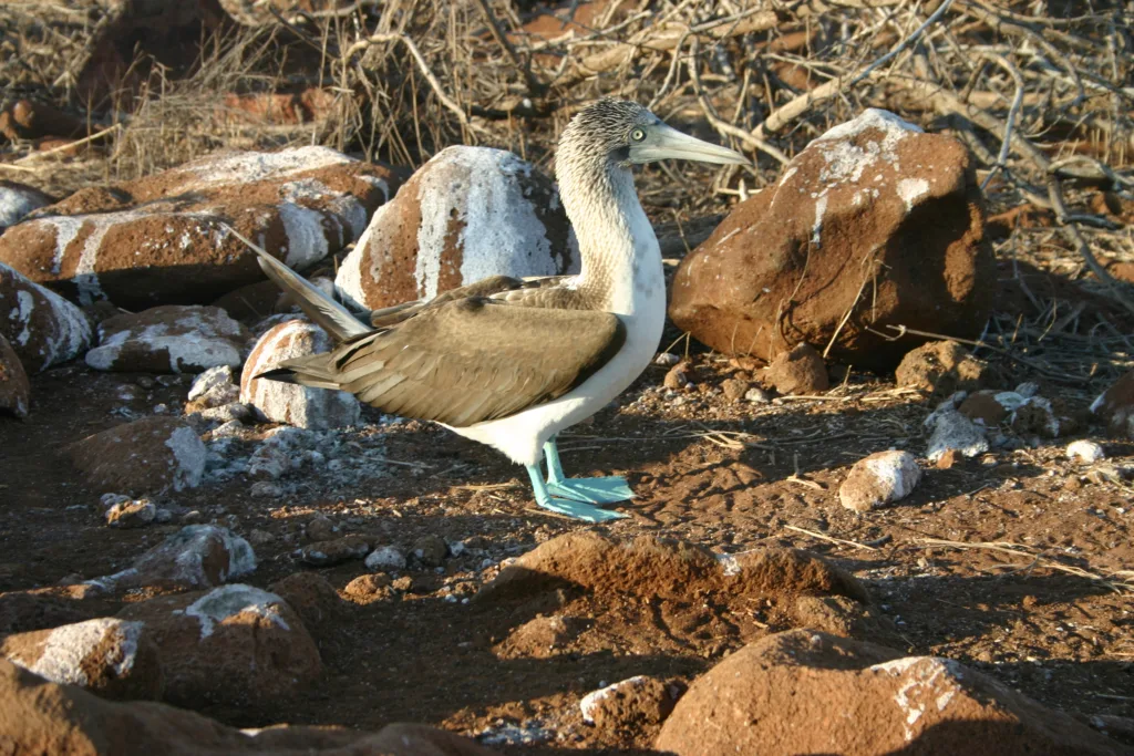 Galapagos
