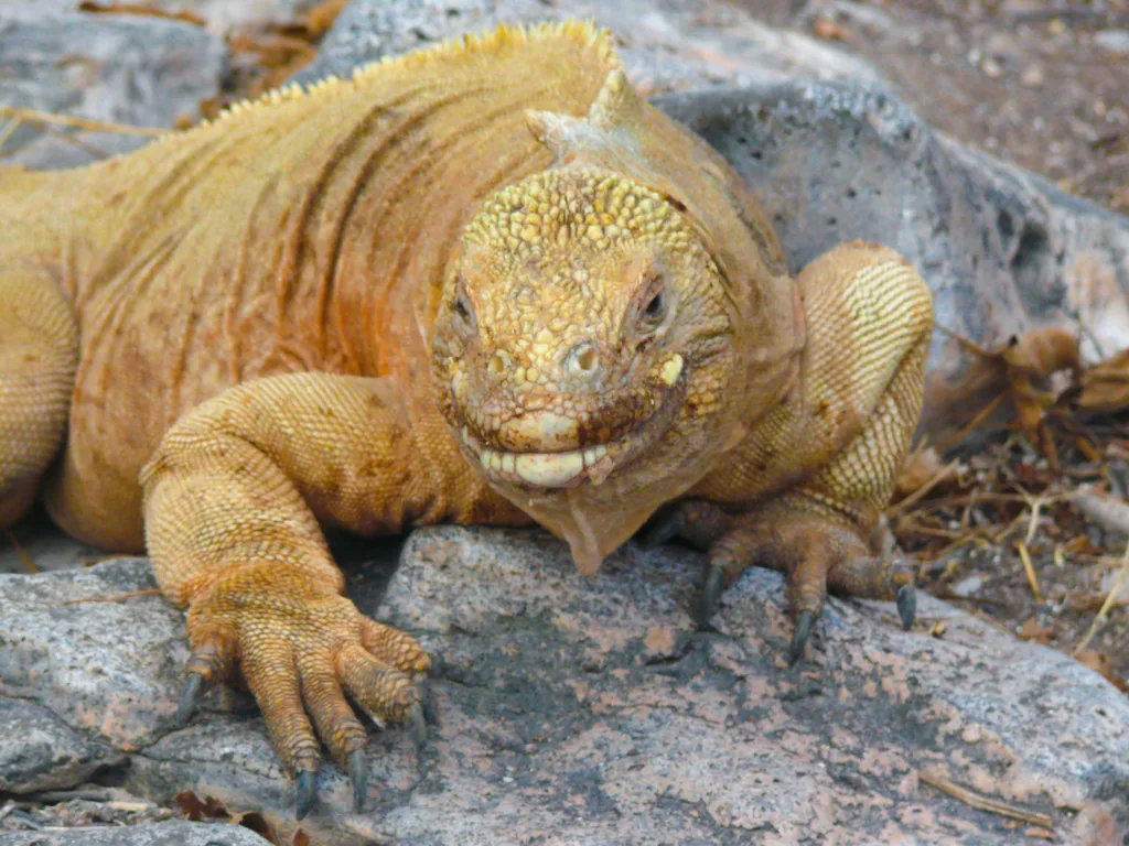 Galapagos