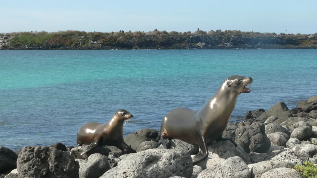 Galapagos