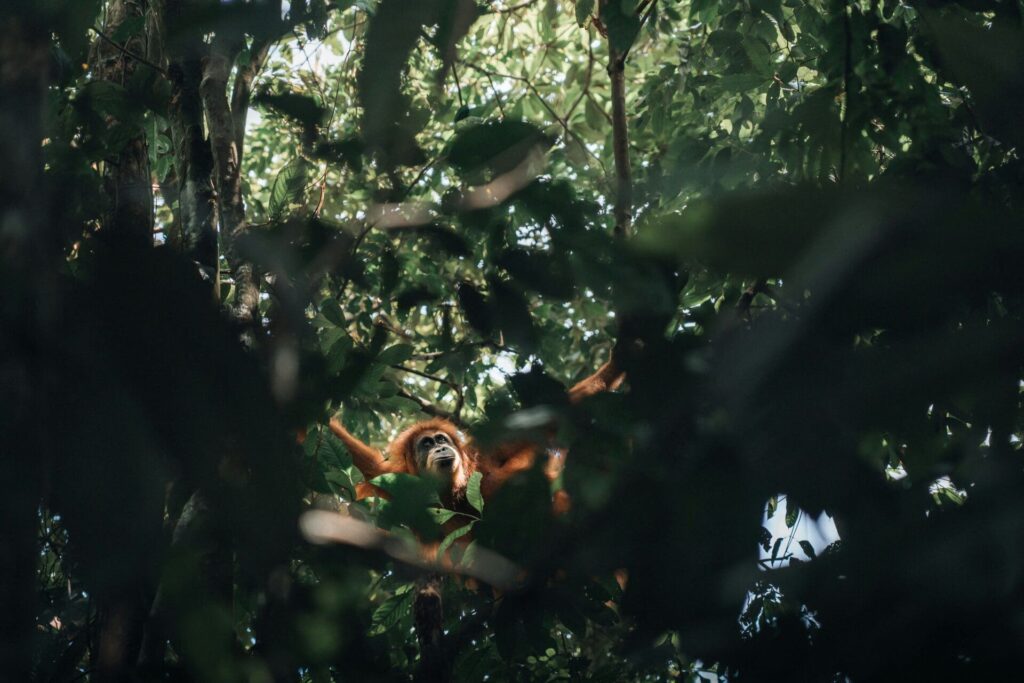 Bukit Lawang