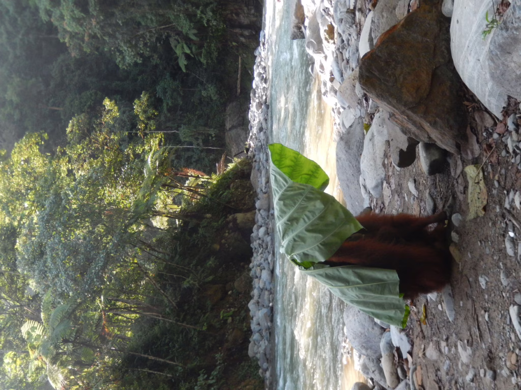Bukit Lawang