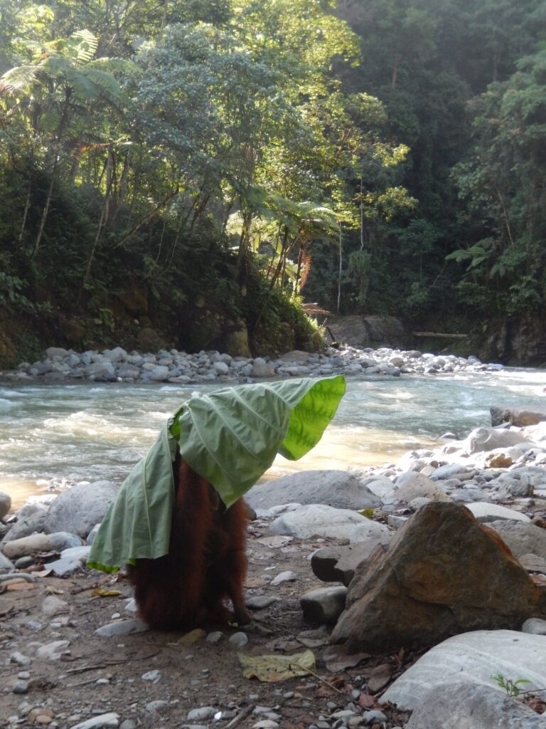 Bukit Lawang